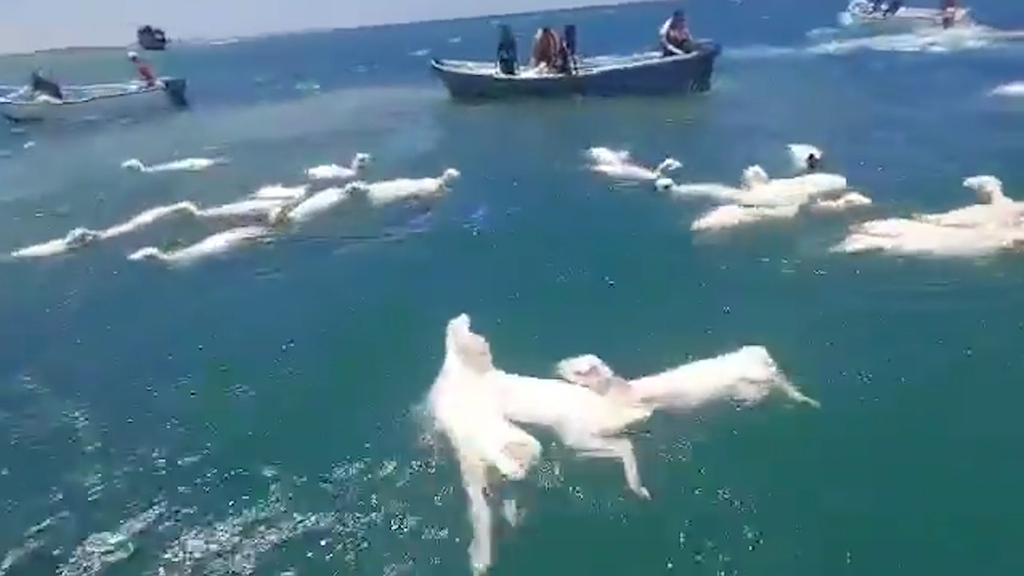 Rettungsaktion im Roten Meer: Männer fischen ertrinkende Schafe aus dem Meer