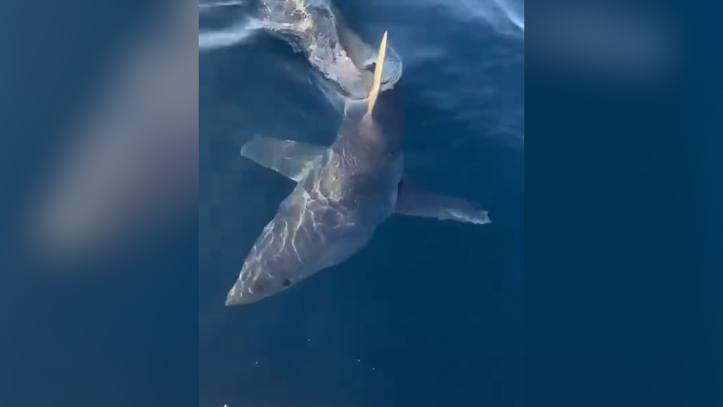 Schreckmoment vor Italiens Küste - Verletzter Hai rammt Fischerboot mit voller Wucht