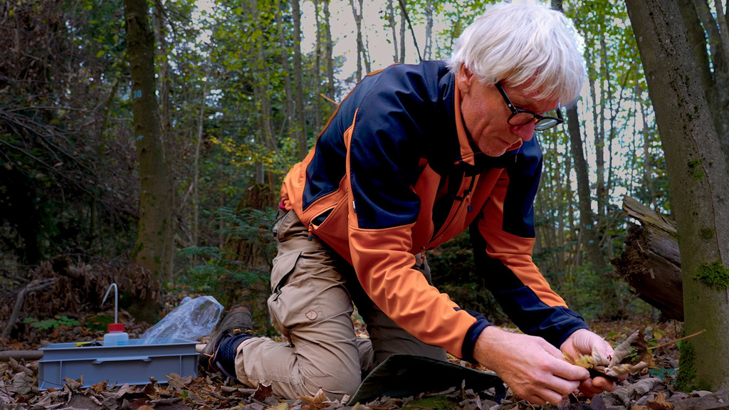 Blätter als Nährstoff-Booster: Wohin das Laub am Boden verschwindet
