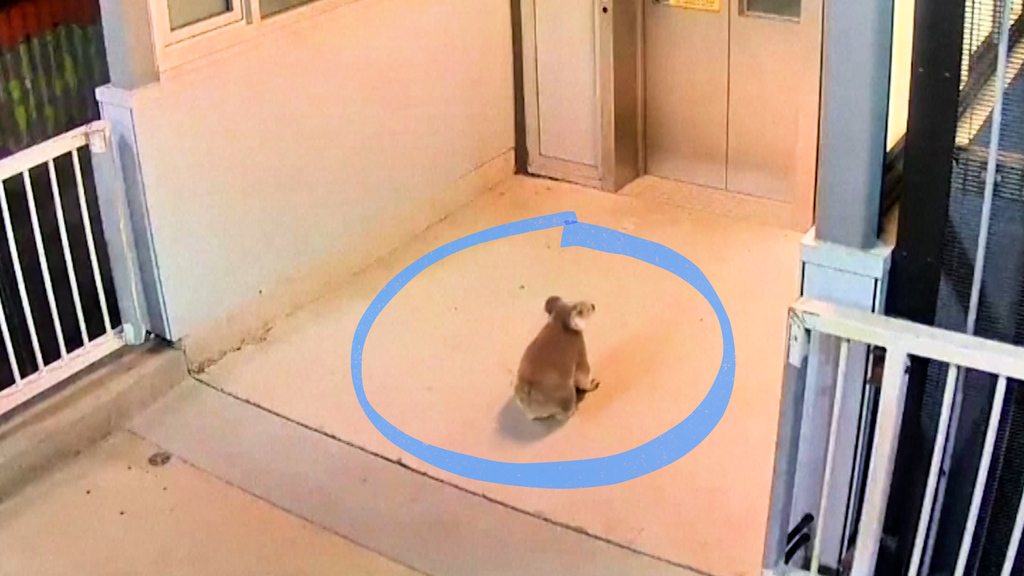 An australischen Bahnhof: Koala löst Polizeieinsatz aus