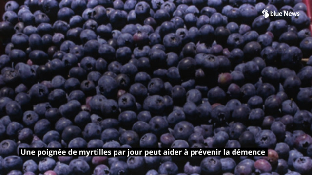 Les myrtilles, c'est bon pour la tête!