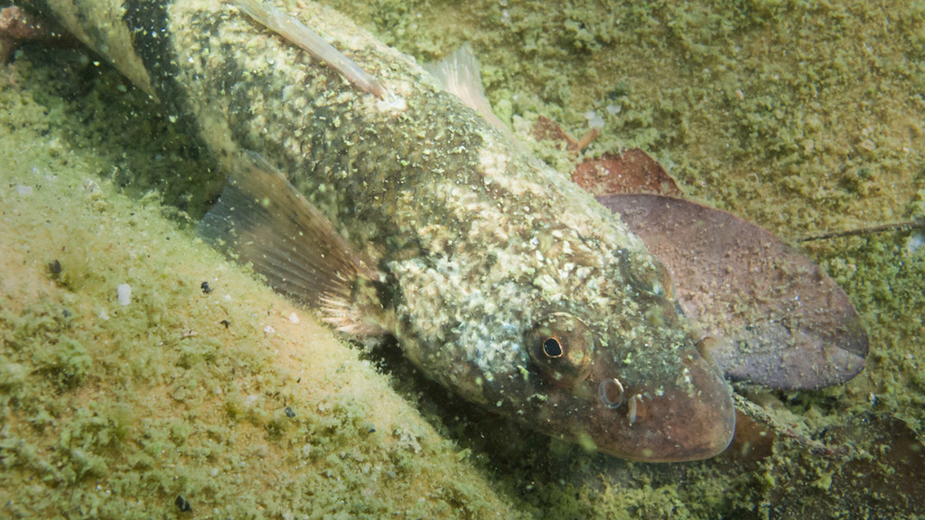 Kurz vor dem Aussterben: Fischweibchen, ledig, sucht ...
