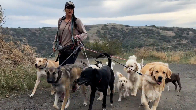So viel verdient eine Schweizer Hundesitterin in Los Angeles