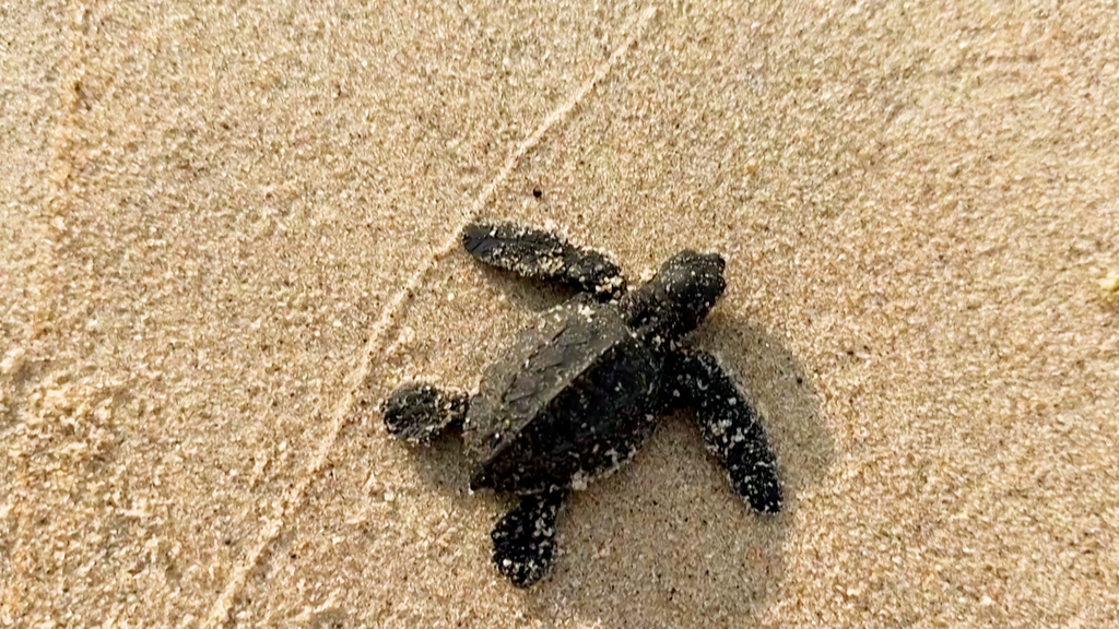 Gabun in Zentralafrika: Ohne Hilfe schaffen es die Babyschildkröten kaum ins Meer
