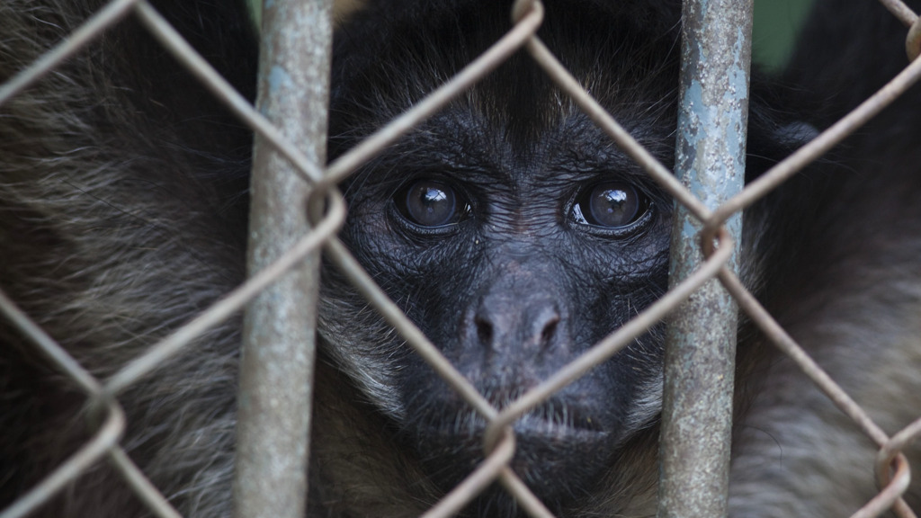Rekord-Razzia gegen den Tierhandel in Brasilien – Tukane, Aras und Affen – über 700 Exoten befreit