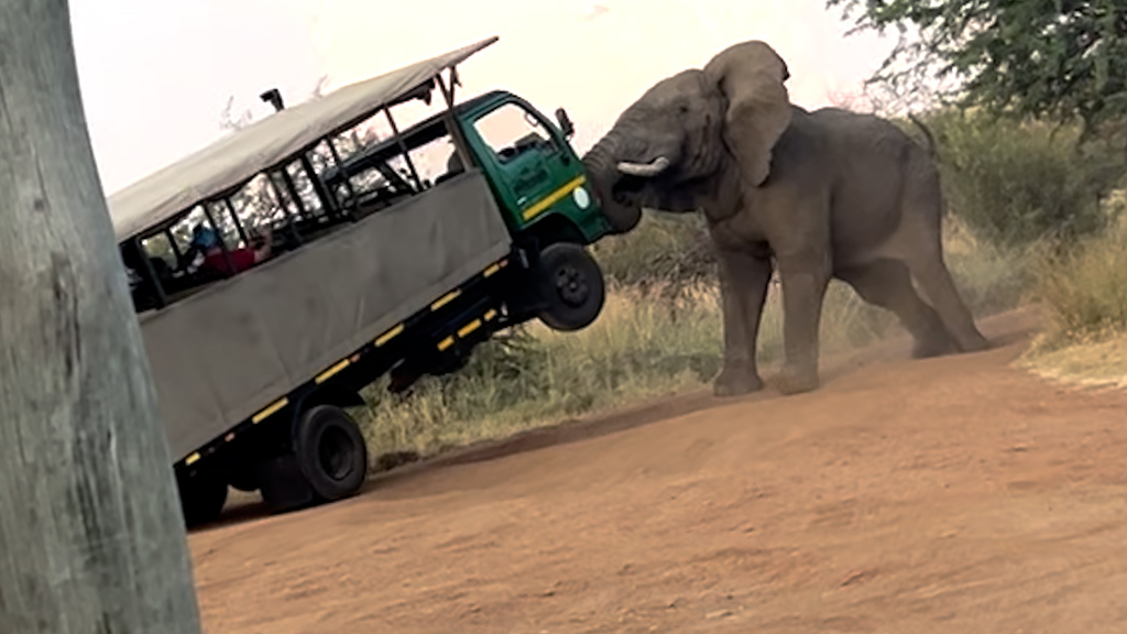 Südafrika // Elefant attackiert Safaribus mit Tourist*innen
