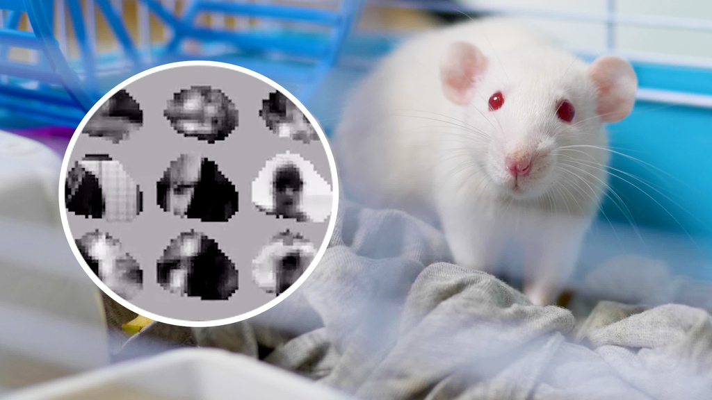 KI rekonstruiert Bilder aus dem Mäusehirn: Sehen die kleinen Nager unsere Welt so?