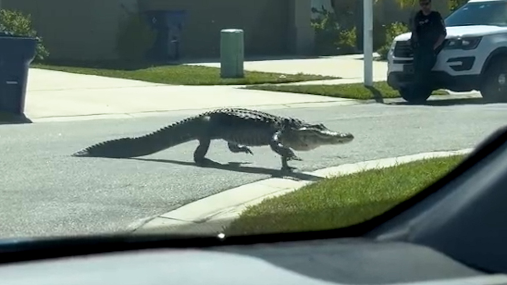Gemütlich unterwegs: Alligator schlendert durch die Strassen Floridas – Frau flippt aus