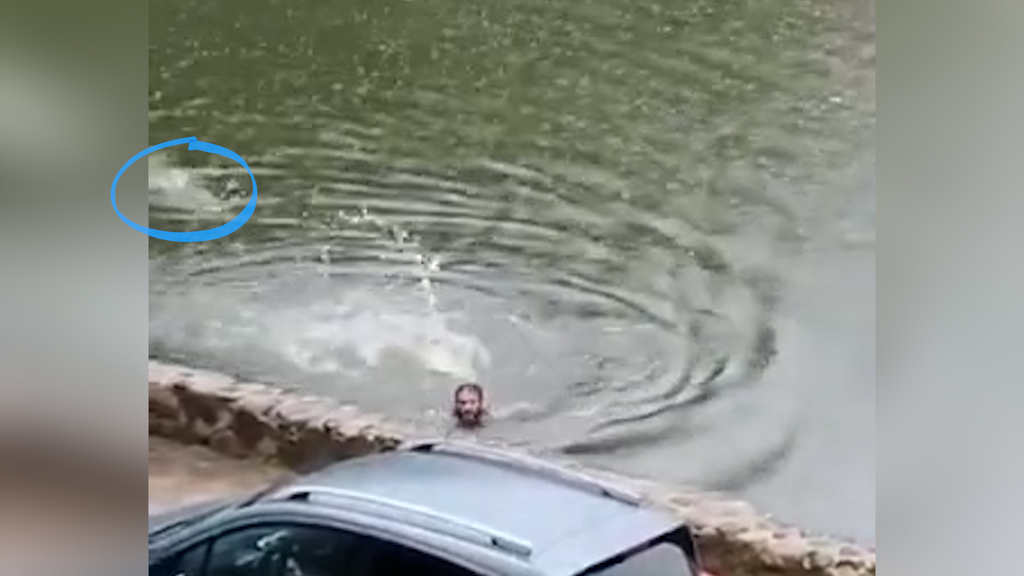 Krokodil-Angriff in der Lagune: Mann krault um sein Leben