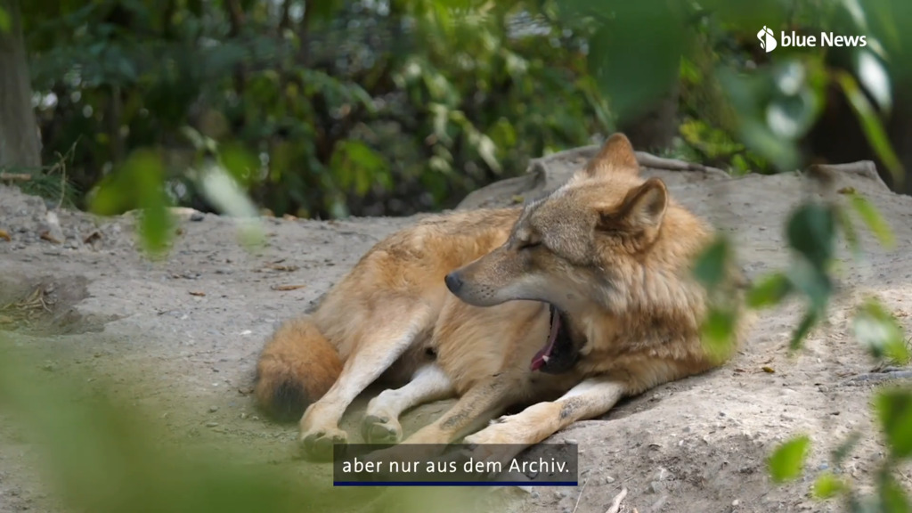 Schützen oder schiessen? Alle Augen sind auf den Wolf gerichtet