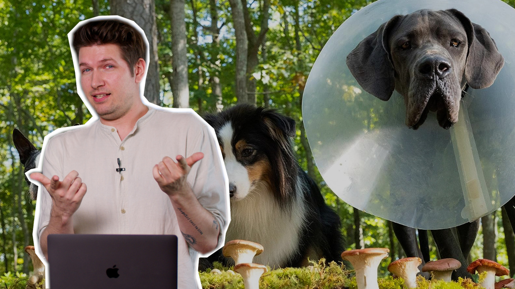 «Doggy Style»: Vier sprechende Hunde, die vulgärer nicht sein könnten