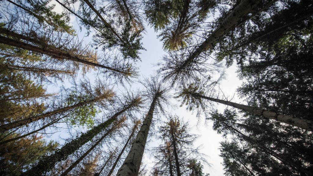 «Wir pflanzen schon Bäume fürs Jahr 2100» – Hat der Schweizer Wald eine Zukunft?