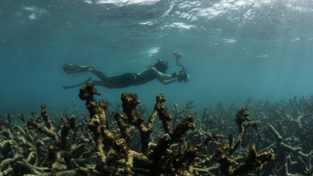 Grösste Korallenbleiche aller Zeiten – Alarmstufe Rot am Riff – Das Great Barrier Reef ist in Gefahr
