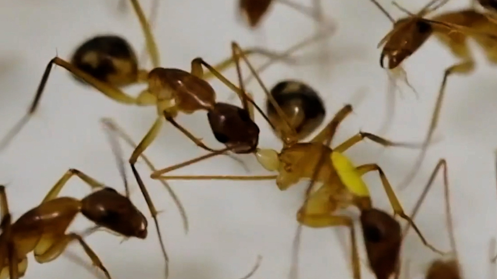 Wissenschaftliche Sensation: Ameisen werden zu Chirurgen und amputieren