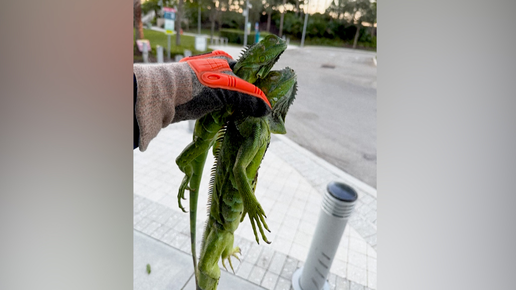 Kälte-Schock in Florida: Grüne Leguane fallen plötzlich aus den Bäumen – Behörden greifen ein