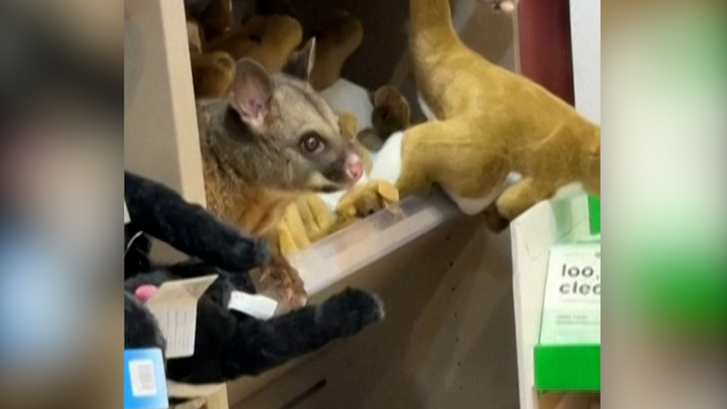 Jö-Alarm: Hier versteckt sich ein herziges Possum zwischen Plüschtieren in einem Souvenir-Laden