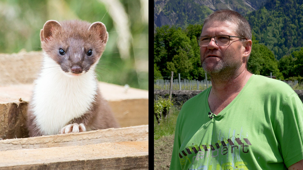 Artenschutz Schweiz: So helfen Winzer den Wiesel — und umgekehrt