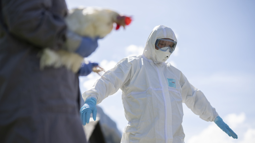 Vogelgrippe – die leise Katastrophe: Neue Mutationen bedrohen nicht nur die Tierwelt