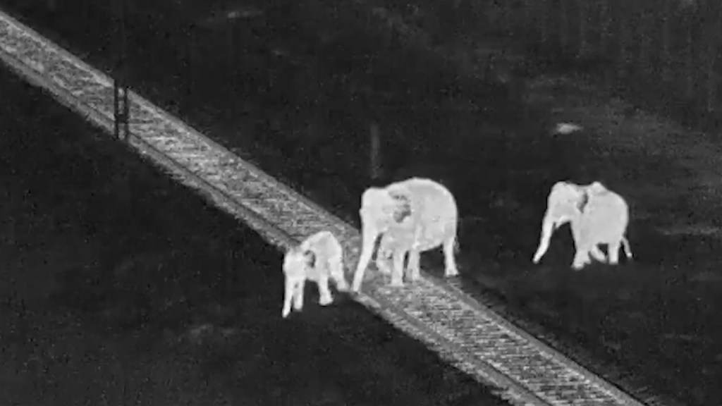 Hightech im Einsatz für die Natur – So verhindert die indische Bahn den grausamen Tod von Elefanten