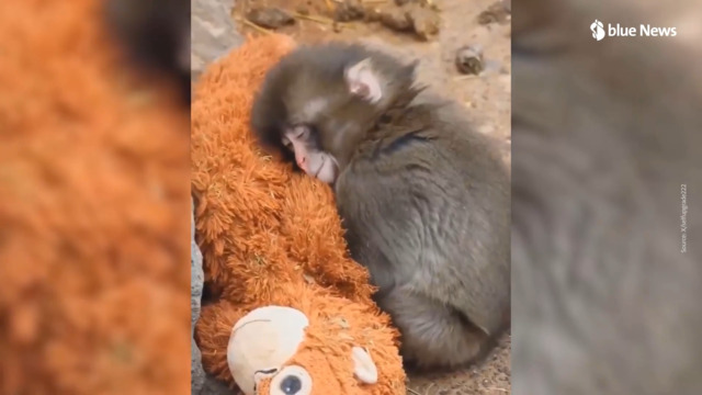 Triste destin : ce bébé singe émeut le monde entier avec sa peluche