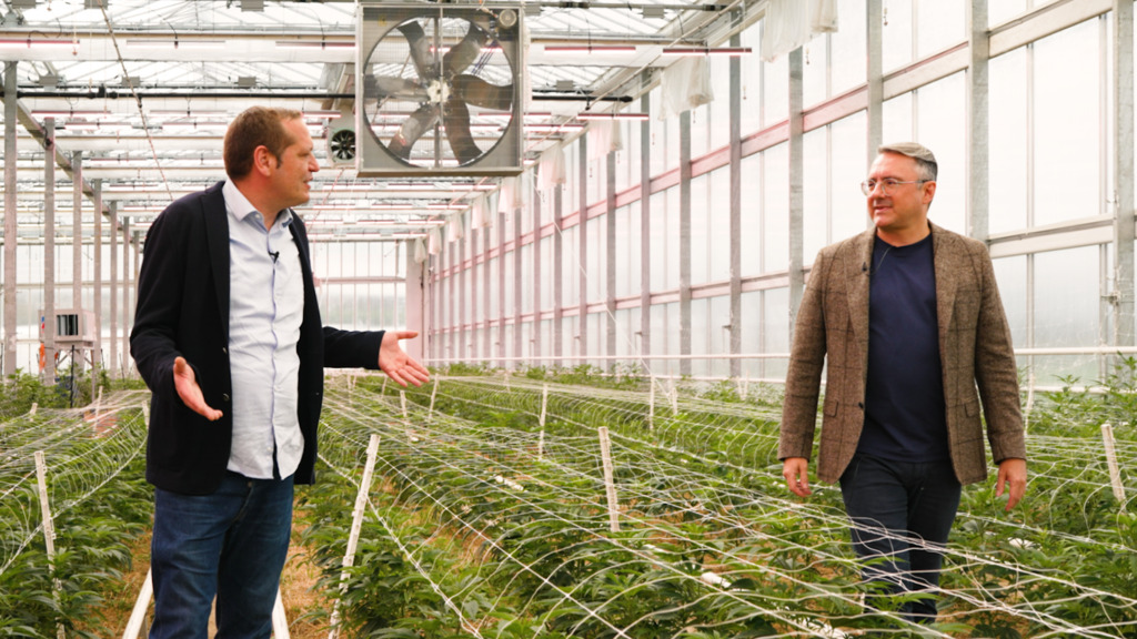 Das Cannabis-Eldorado von Freiburg – blue News in der Hanf-Plantage 