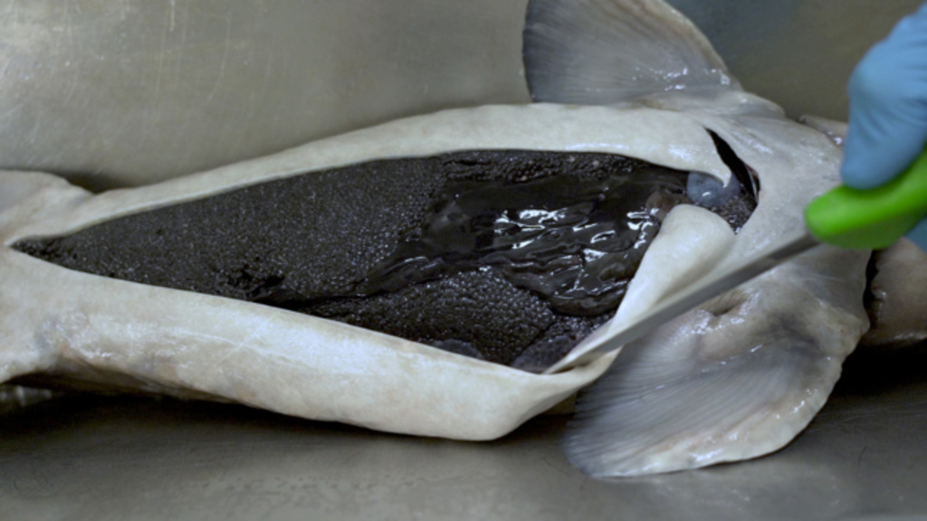 Foodnerds: Kaviar kommt vom Stör – und aus Frutigen im Berner Oberland