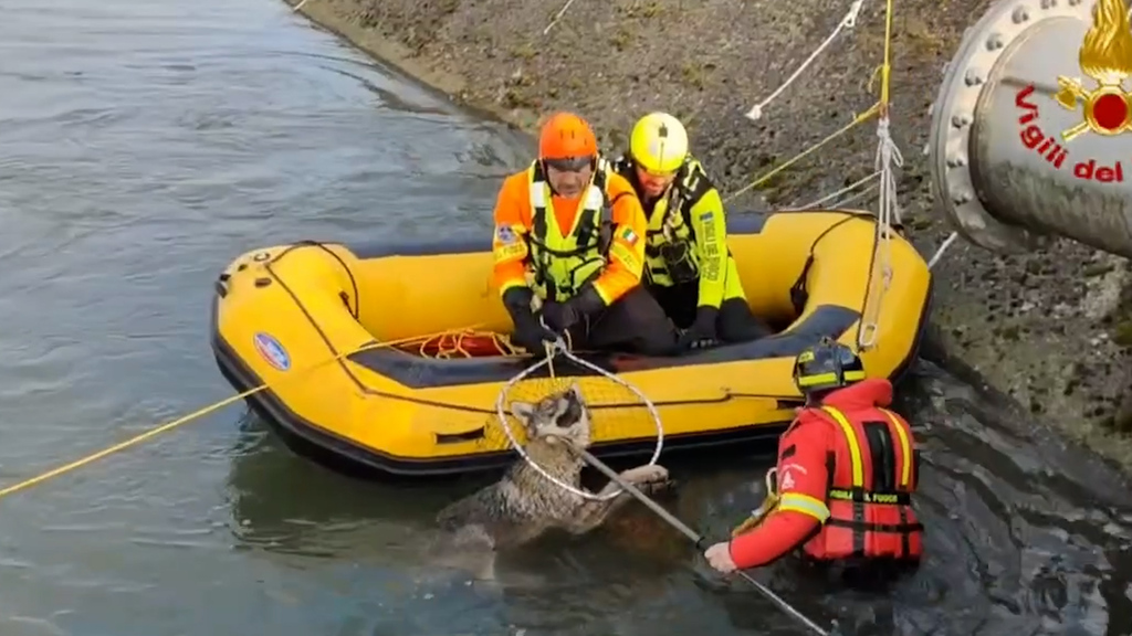 Wildtier in akuter Not - Wölfin steckt im Kanal fest – spektakuläre Rettung bei Verona