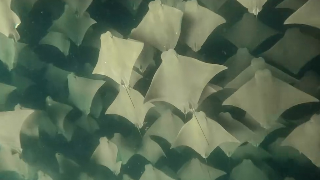 Grosse Rochenschule: Freitaucher filmt seltenes Naturspektakel