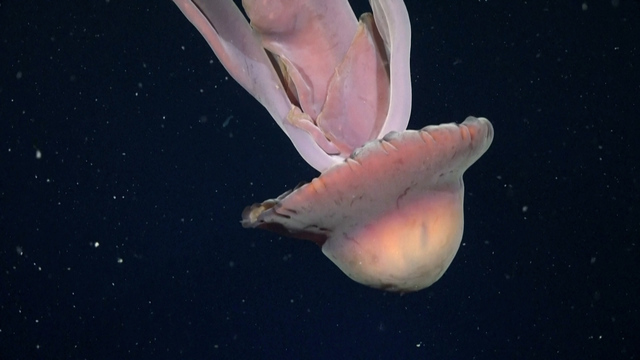 «Grösse eines Schulbusses»: Forscher filmen riesige Qualle in argentinischer Tiefsee