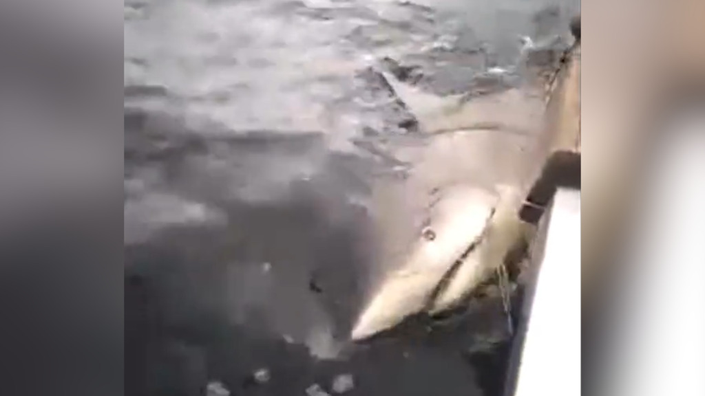 Brutale Rache: Einheimische verprügeln Hai, der einen Bauern angegriffen hat