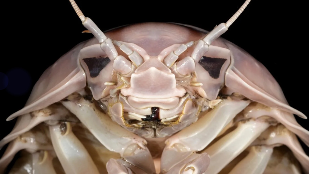 Sie sehen aus wie Darth Vader – Forscher finden gigantische Riesenasseln auf dem Fischmarkt