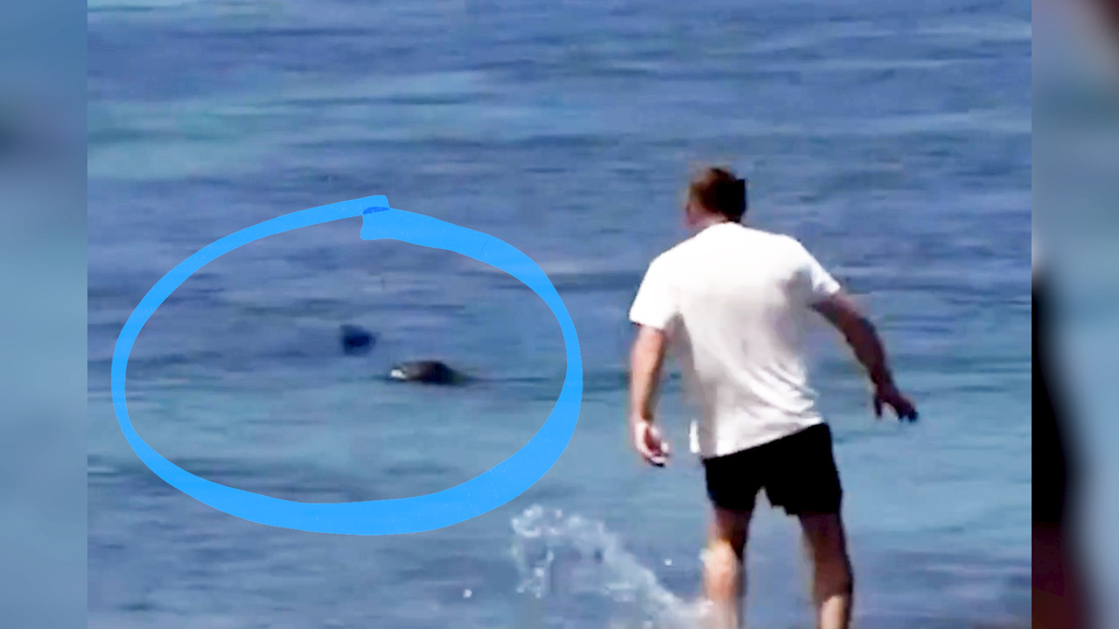 Eklat auf Hawaii: Tourist wirft Stein auf bedrohte Mönchsrobbe – jetzt droht ihm Gefängnis