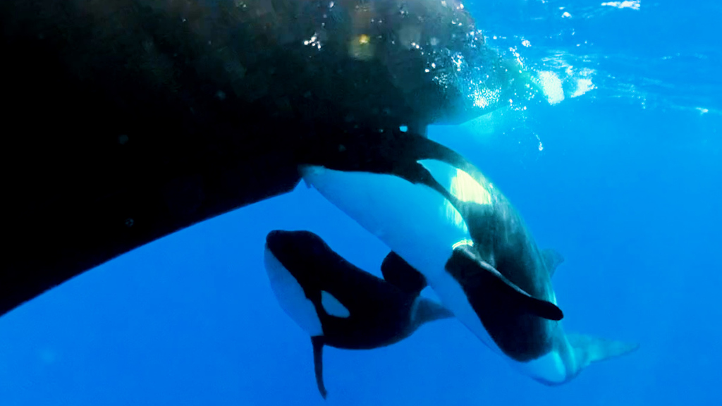 blue News auf Spurensuche: Warum geraten Schiffe ins Visier der Orcas?