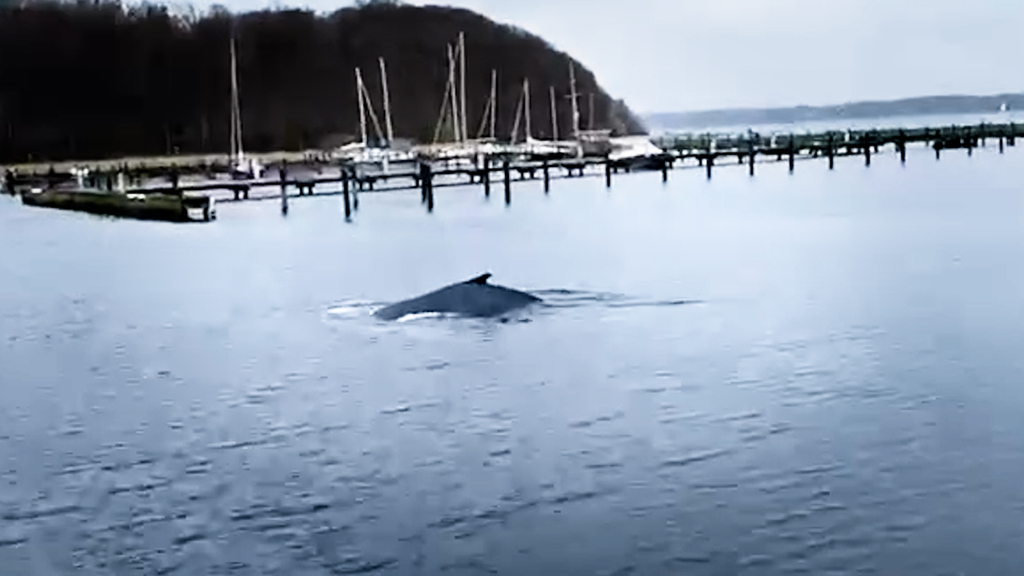 Falsch abgebogen: Buckelwal verirrt sich in der Ostsee