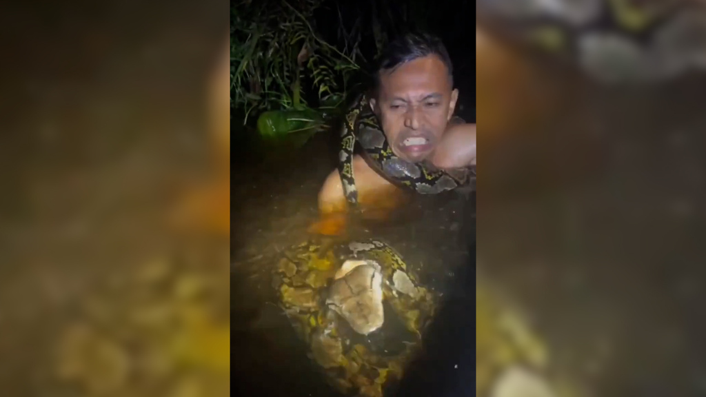 Python-Angriff in Borneo: Sechs-Meter-Python wickelt sich um den Hals eines Mannes