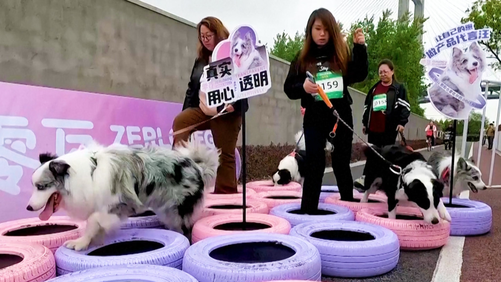 «Gassi gehen» war gestern: In China boomen Hunde-Trail-Rennen. Und bei uns?