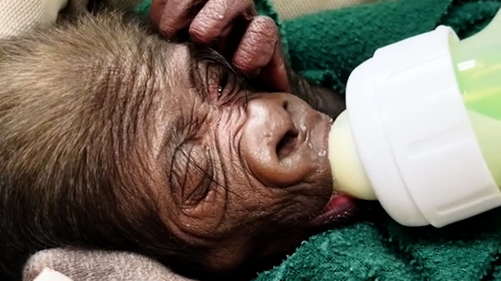 Leihmutter im Gorillakostüm: Baby-Gorilla Jameela sucht Affen-Mami