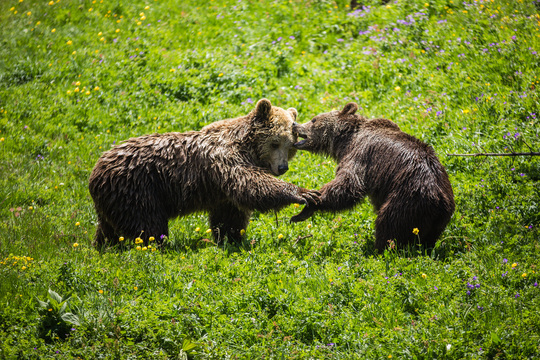 Jambolina und Meimo –  erster Flirt im Arosa Bärenland