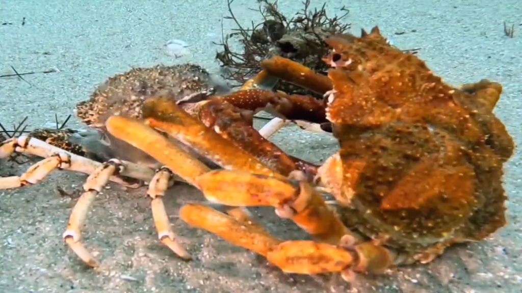 Spinnenkrabbe häutet sich: Darum machen sie es nur in der Gruppe