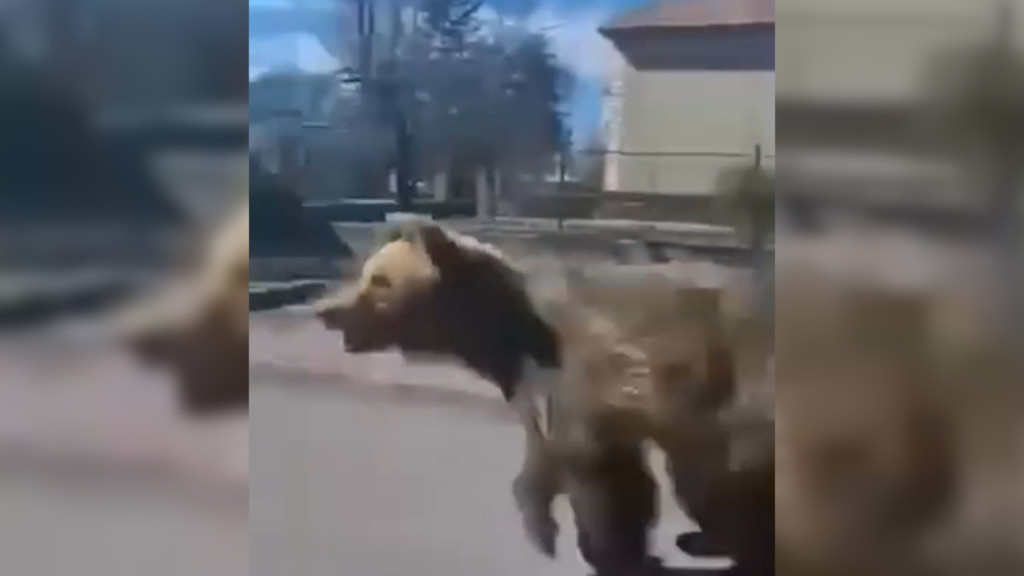 Fünf Verletze in der Slowakei: Bär wütet in Kleinstadt – Menschen fliehen in Panik