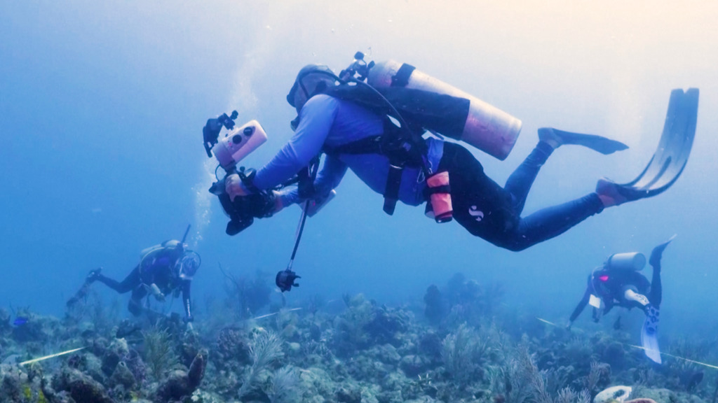 Viel zu warme Ozeane: Sind die Korallenriffe noch zu retten? Sie finden es heraus