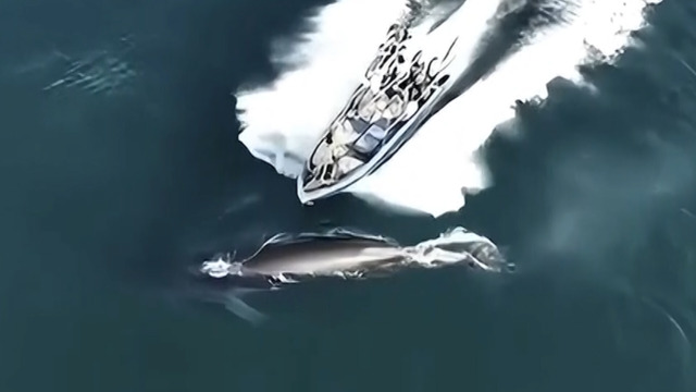 Schock-Video aus China – Wal von Boot verletzt – So liessen sich solche Unfälle verhindern