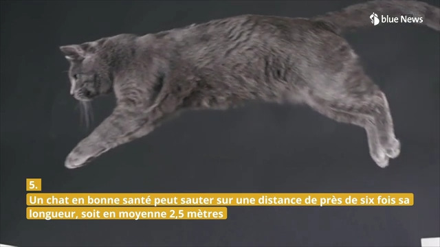 Neuf faits  étranges sur les chats