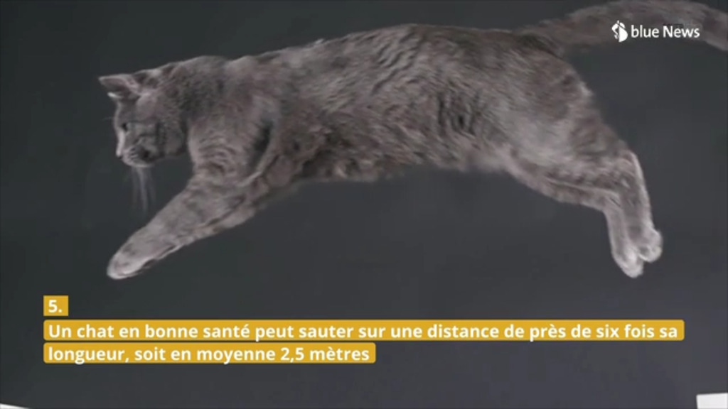 Neuf faits  étranges sur les chats