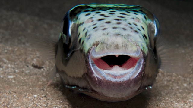 Invasion im Mittelmeer – Dieser Fisch treibt Kretas Fischer in den Ruin