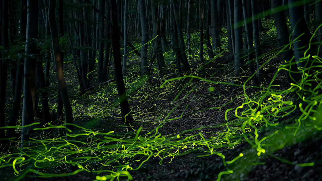 Leuchtende Liebe am Zürcher Käferberg: Jetzt feiern die Glühwürmchen ihre Hochzeit