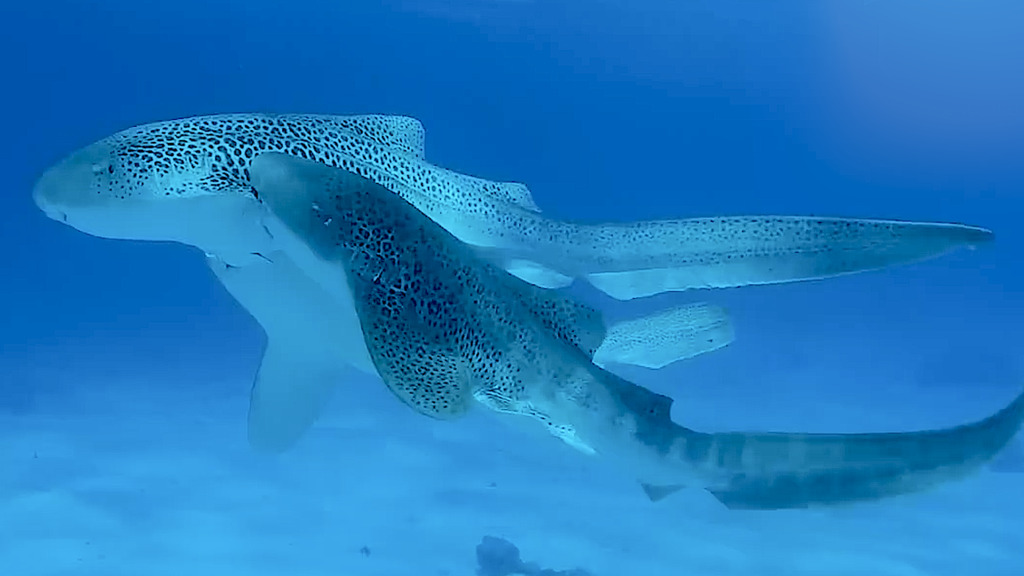 Dreier im Meer – Leoparden-Haie erstmals beim Liebesspiel gefilmt
