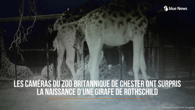 Assistez à la naissance d’un adorable girafon !