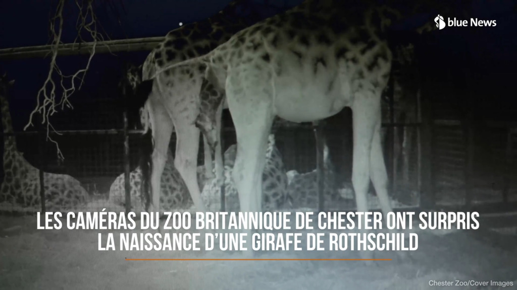 Assistez à la naissance d’un adorable girafon !
