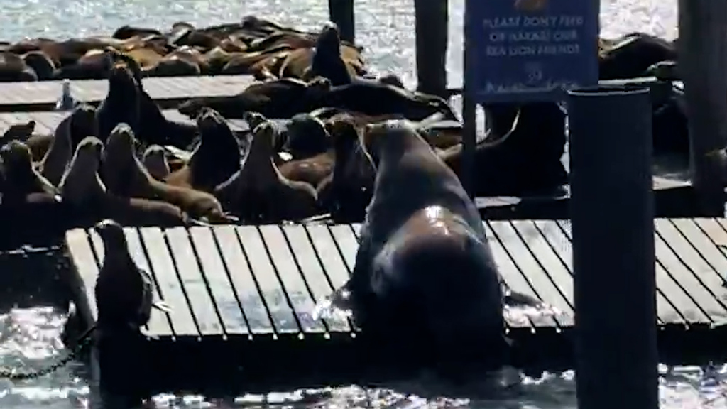 Tonnenschwerer Seelöwe geht viral: Dieser Koloss ist die neuste Attraktion in San Francisco